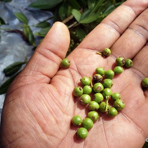 GROUNDED 100% Jamaican Allspice (Pimento) | FREE SHIPPING | Grade A+ | HandPicked, Sun Dried Allspice Berries