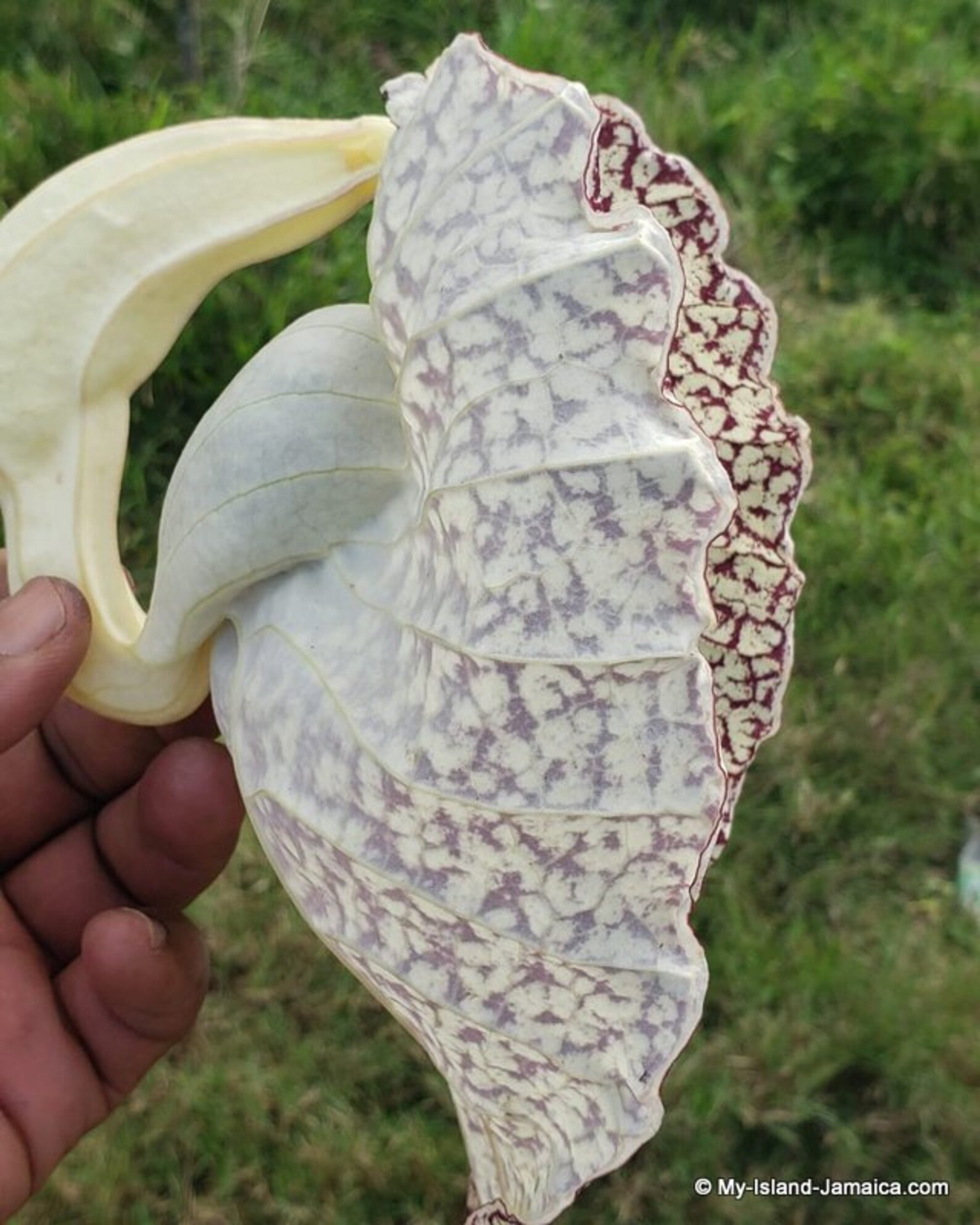 DUCK FLOWER Detox 100 WildCrafted Fresh Dried ORGANIC Etsy