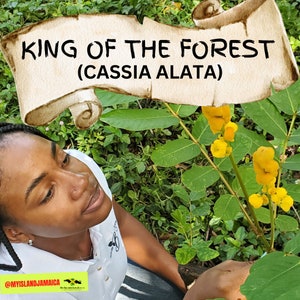 King Of The Forest | Cassia Alata | 100% ORGANIC & WildCrafted Fresh Dried and GROUNDED  | Candle Stick Bush | Certified Fresh From Jamaica