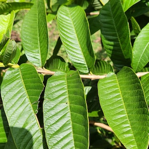 100%  Whole Jamaican GUAVA LEAVES All Natural | Psidium guajava | Organic, Wild Crafted