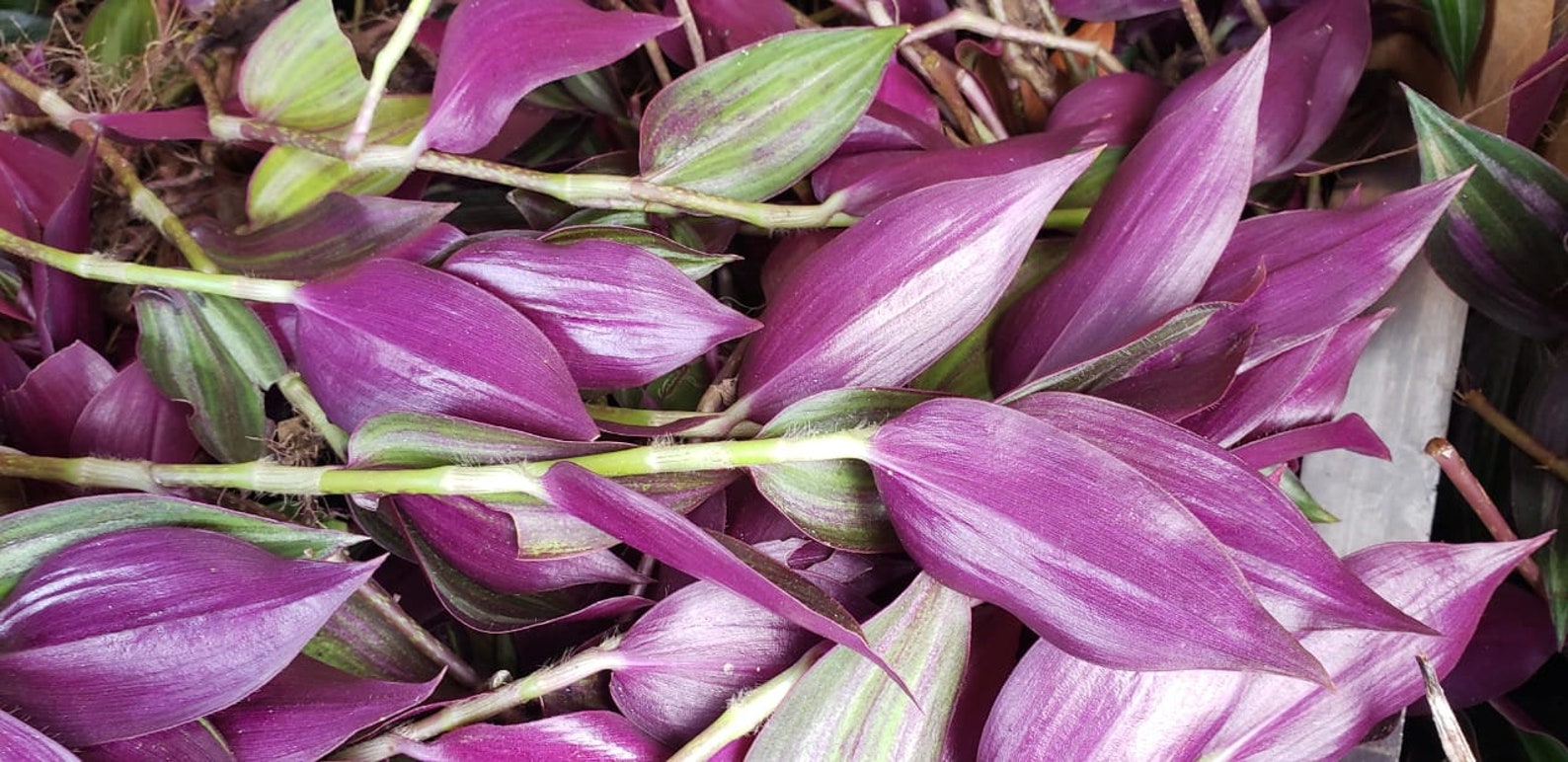 Red Water Grass Grounded Zebrina Pendula 100 Wild Etsy