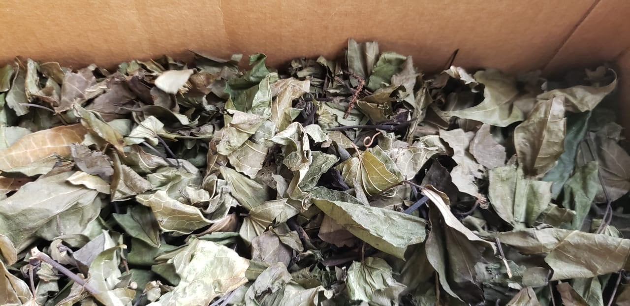 PEPPER ELDER Black Jointer 100 Jamaican Wildcrafted Etsy