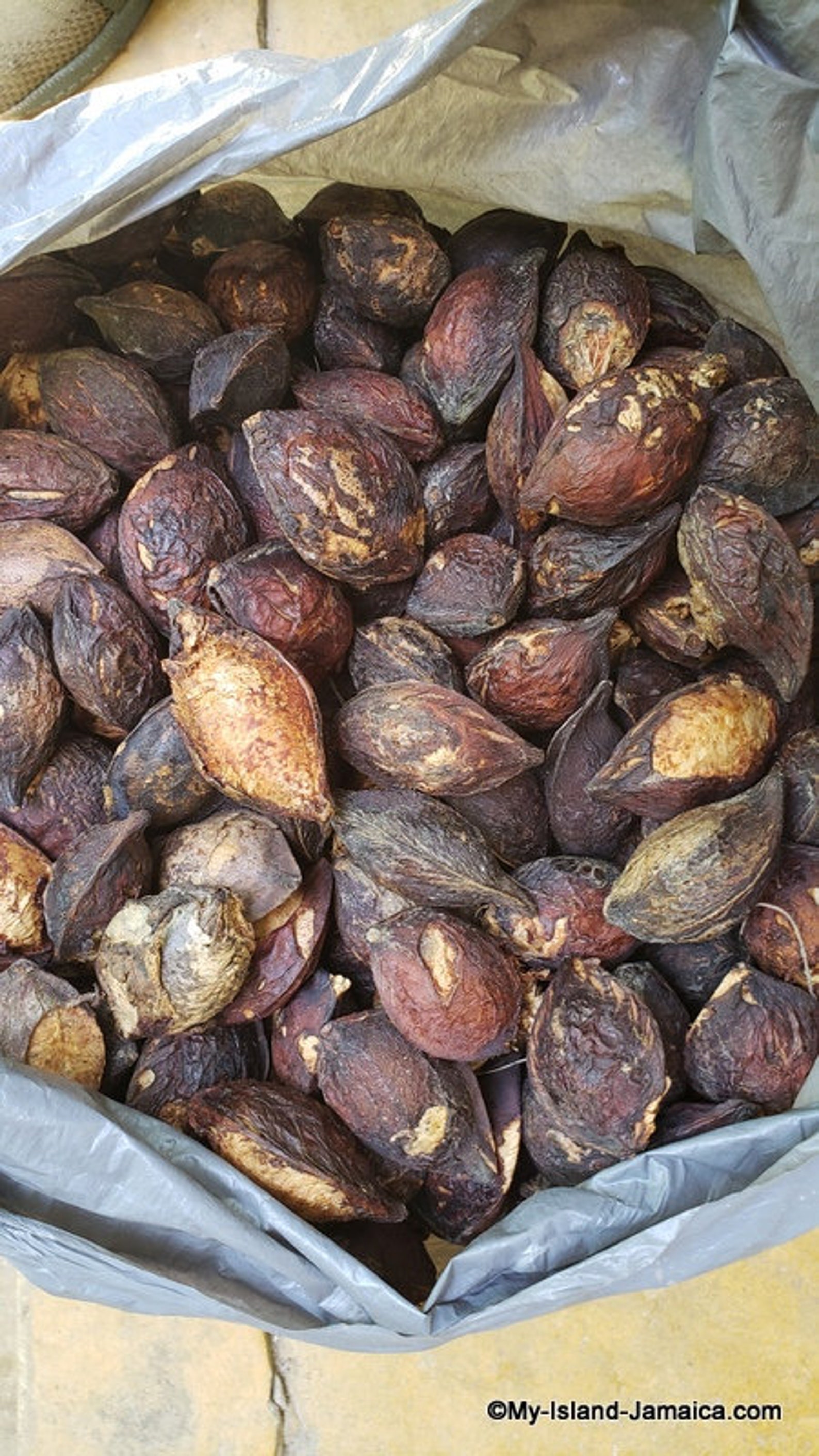 100 Jamaican ALMOND NUTS tropical Almond Superfood Etsy UK
