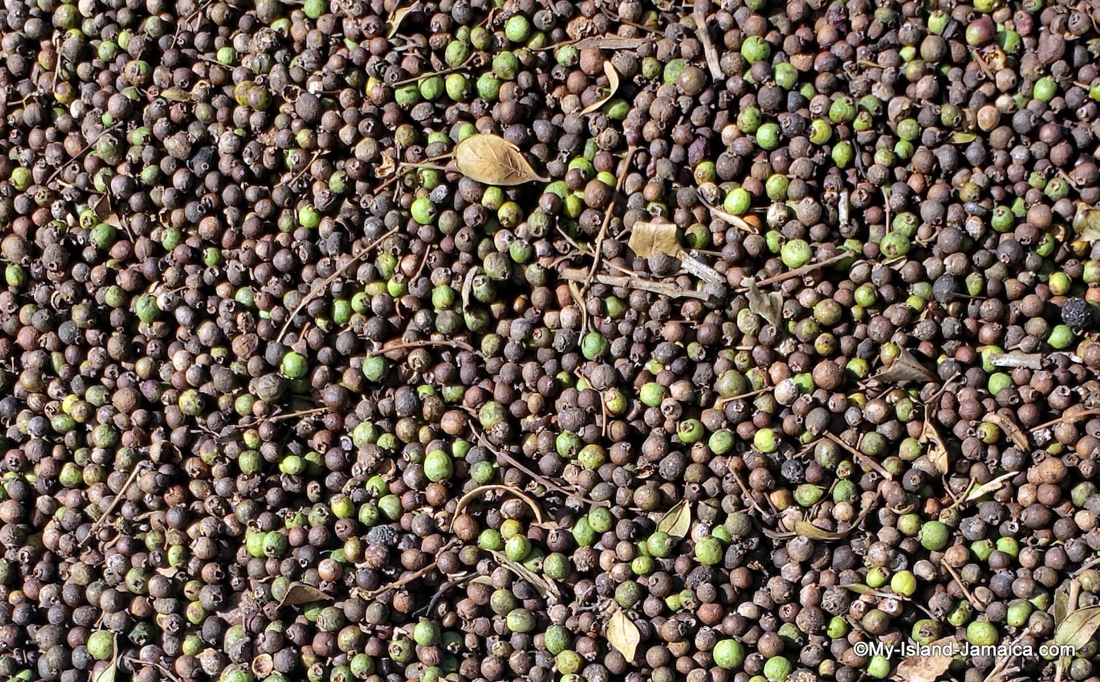 Jamaican PIMENTO Allspice Berries Whole HandPicked Etsy