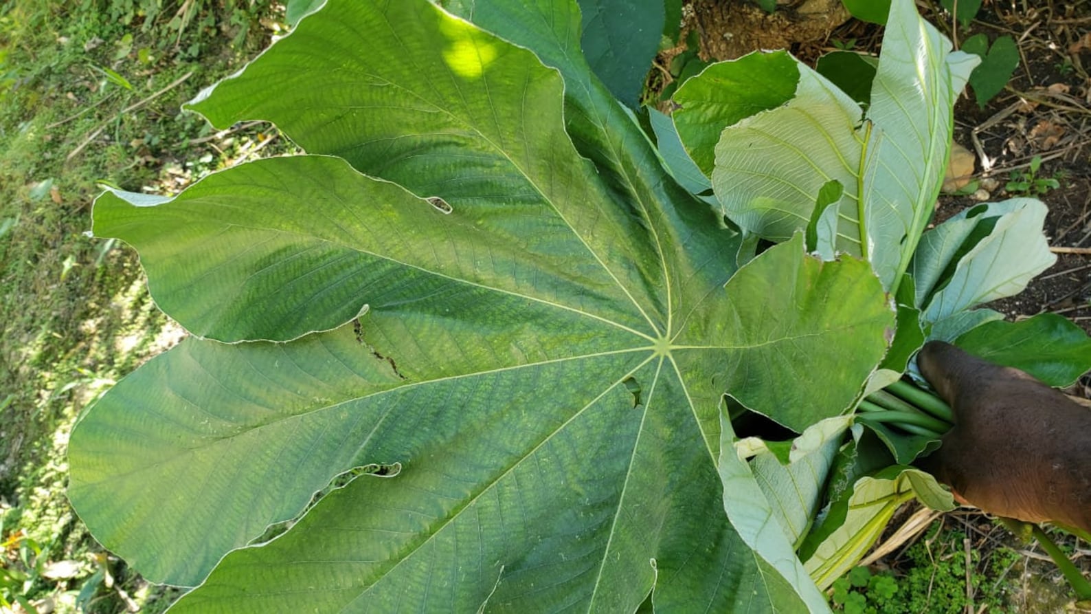 TRUMPET LEAF Cecropia peltata AirDried & Grounded Wild Etsy