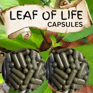 LEAF OF LIFE Vegan Capsules - Wildcrafted | 600mg - Organic High Potency | 100% Jamaican | Free Shipping