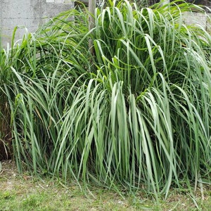 May include: A dense patch of green lemongrass growing in a garden setting.