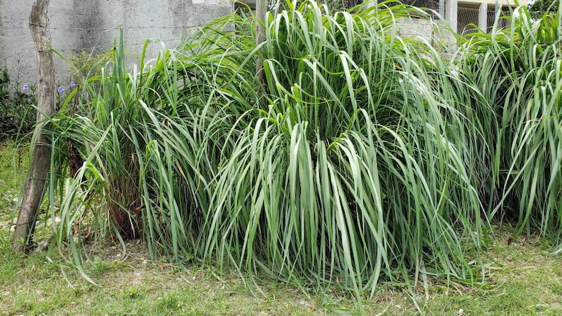 May include: A dense patch of green lemongrass growing in a garden setting.