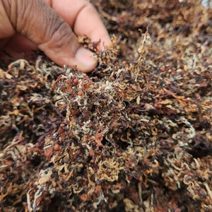 Premium BLADDERWRACK  | 100% Organic From South Coast Of Jamaica | Free Shipping