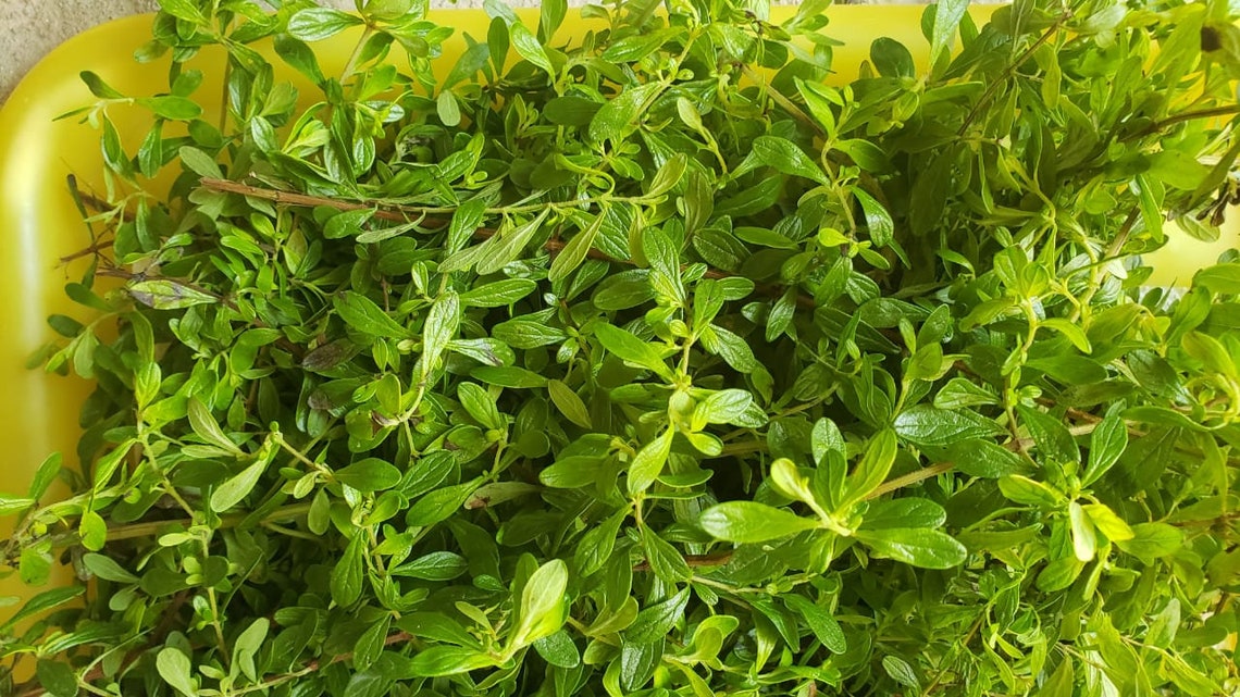 Jamaican MINT Kama Sutra Menta Air Dried & GROUNDED Etsy