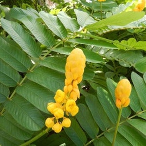 May include: Close-up of a Senna alata plant with vibrant yellow flowers and large, green leaves. The flowers are clustered together in a long, upright shape, contrasting with the textured, dark green foliage.