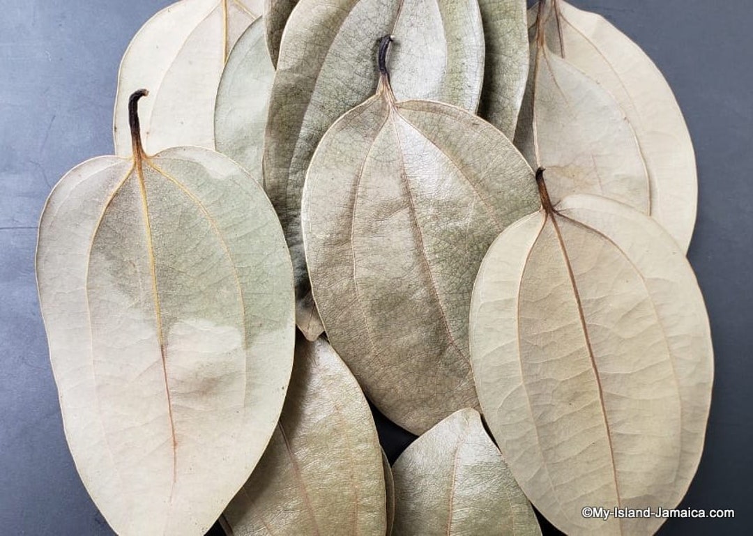 100 Jamaican CINNAMON LEAVES FULLY Wildcrafted, Hand Picked & Air