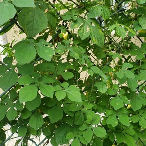 DRIED CERASEE Leaves and Stems (Not Grounded)  | 100% Wild Crafted & Hand Picked | Bitter Melon | Fresh Organically Grown Jamaican Herb