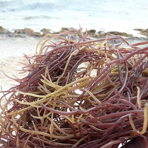 Premium IRISH MOSS  (Genus Gracilaria) | 100% Wildcrafted | Dried Organic Raw Jamaican Sea Moss | YouTube video in details