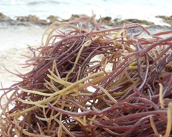 Premium IRISH MOSS  (Genus Gracilaria) | 100% Wildcrafted | Dried Organic Raw Jamaican Sea Moss | YouTube video in details