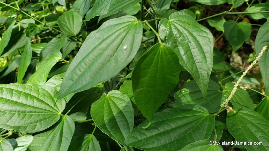 PEPPER ELDER Black Jointer 100 Jamaican Wildcrafted, Handpicked, Sundried & Grounded Piper