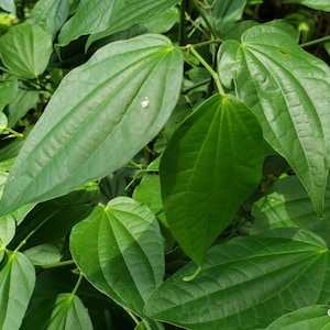 PEPPER ELDER ( Black Jointer) | 100% Jamaican WildCrafted, HandPicked, SunDried & Grounded | Piper hispidum