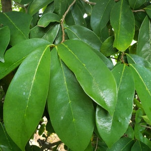 Whole SOURSOP LEAVES | Wildcrafted, Hand Picked And Air-Dried | Annona Muricata