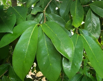 Whole SOURSOP LEAVES | Wildcrafted, Hand Picked And Air-Dried | Annona Muricata