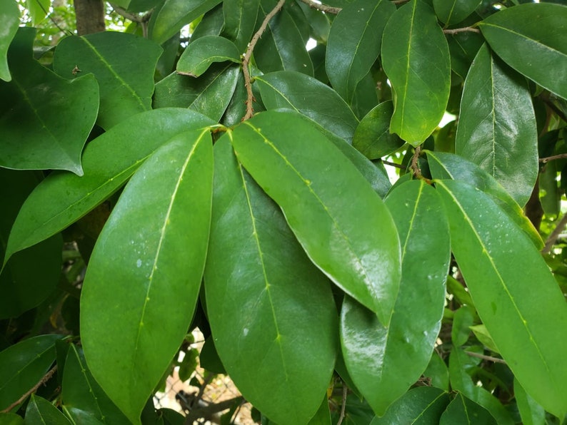 100% Jamaican SOURSOP LEAVES grounded Wildcrafted Hand - Etsy