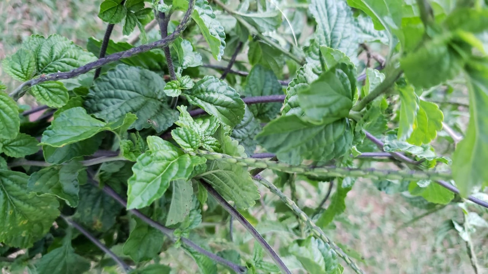 JAMAICAN VERVAIN 100 Wildcrafted Fresh Dried Verbena Etsy