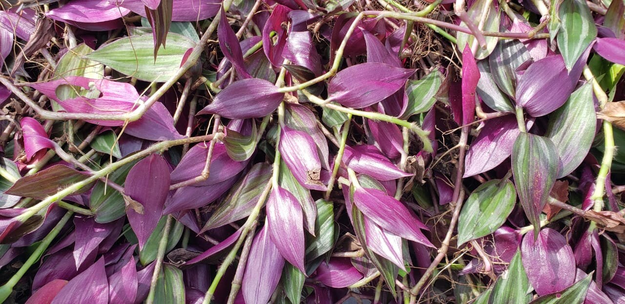 Red Water Grass Grounded Zebrina Pendula 100 Wild Etsy