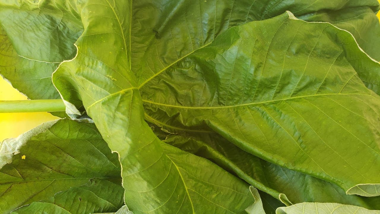 TRUMPET LEAF Cecropia peltata AirDried & Grounded Wild Etsy