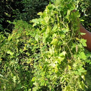 Peut inclure: Gros plan d'une main tenant une grappe de vignes vertes et feuillues. Les vignes poussent dans un jardin luxuriant et verdoyant.