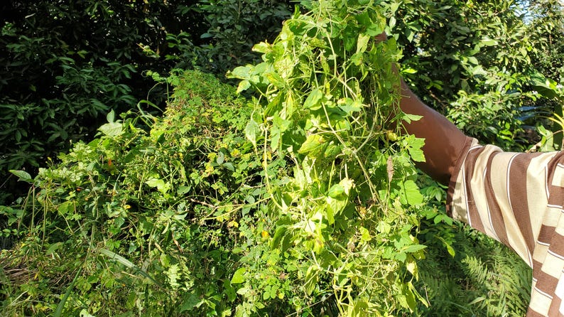 Peut inclure: Gros plan d'une main tenant une grappe de vignes vertes et feuillues. Les vignes poussent dans un jardin luxuriant et verdoyant.
