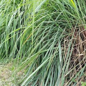 WILDCRAFTED Lemon Grass aka Jamaican Fever Grass / Cymbopogon citratus