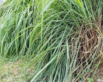 WILDCRAFTED Lemon Grass aka Jamaican Fever Grass / Cymbopogon citratus