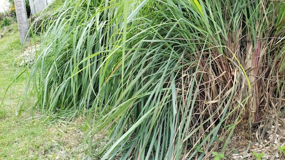 WILDCRAFTED Lemon Grass aka Jamaican Feeva Grass / Cymbopogon citratus