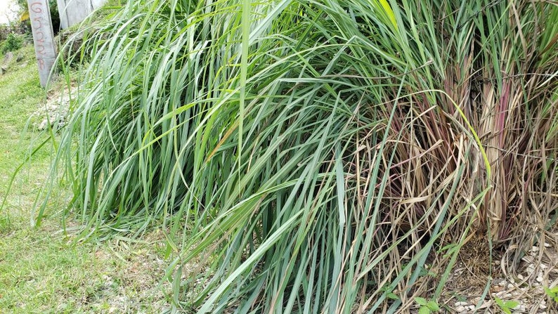 May include: A close-up of a patch of green lemongrass with some brown and reddish-brown stalks.