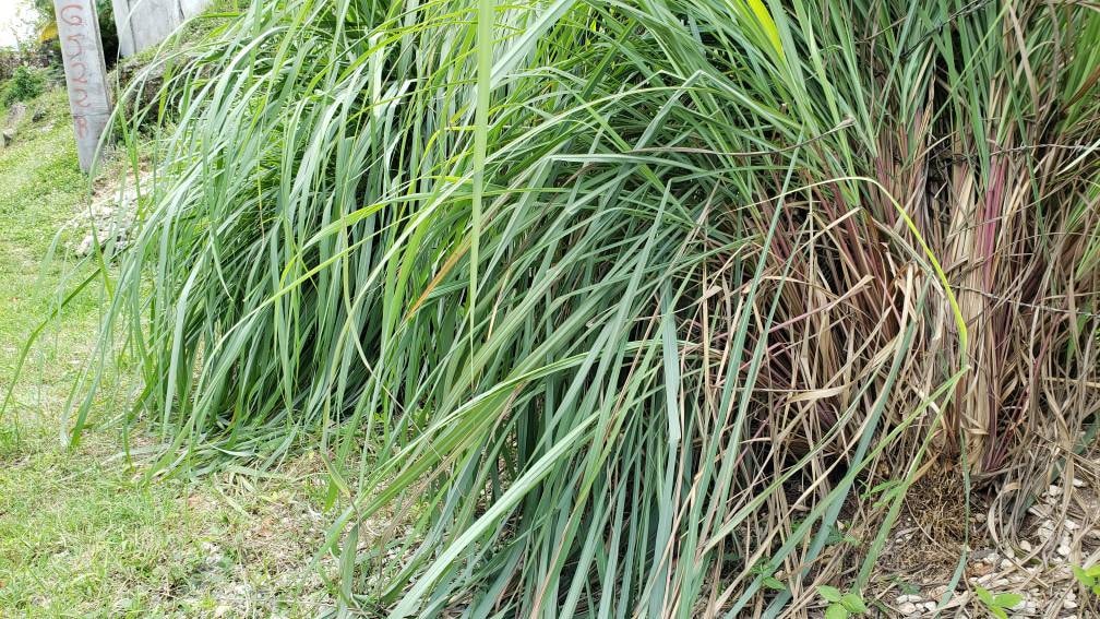 Jamaican Fever Grass/ Jamaican Lemon Grass organically Grown Etsy