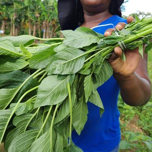 May include: A bunch of fresh, green leafy vegetables, possibly spinach or a similar type, held in a person's hands. The leaves are large and vibrant, with visible veins. The background shows a lush, green outdoor setting.