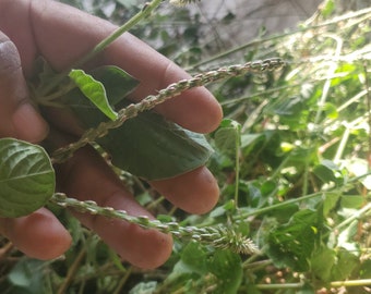 Devil's Horsewhip (Achyranthes Aspera) GROUNDED - 100% Wildcrafted  | Chaff-flower Prickly Chaff Flower / Burweed | FREE SHIPPING