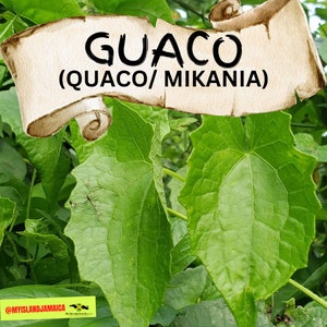 GUACO Mikania (Grounded)- 100% WildCrafted, HandPicked | Air Dried Alkaline Herb | ORGANIC Certified fresh from Jamaica