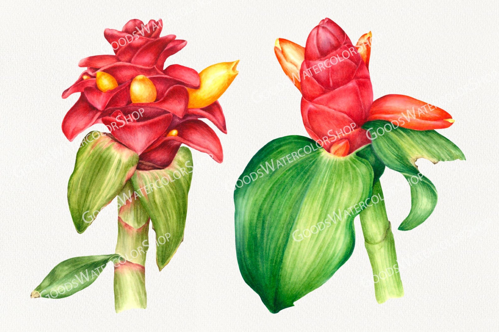 Red Ginger Flowers PNG. Botanical Art. Hand Painted Watercolor Etsy