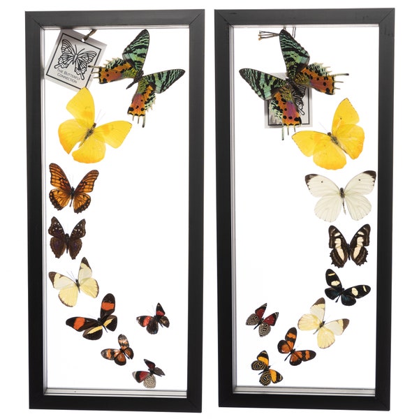 18 Count Set Real Framed Butterflies (15x6)each frame (15x12) total size 2 Rhipheus~Madagascan Sunset Moth + 16 Mixed Butterflies