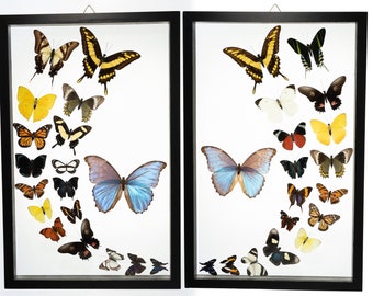 9 Count Real Glass Framed Butterfly 18 x 5