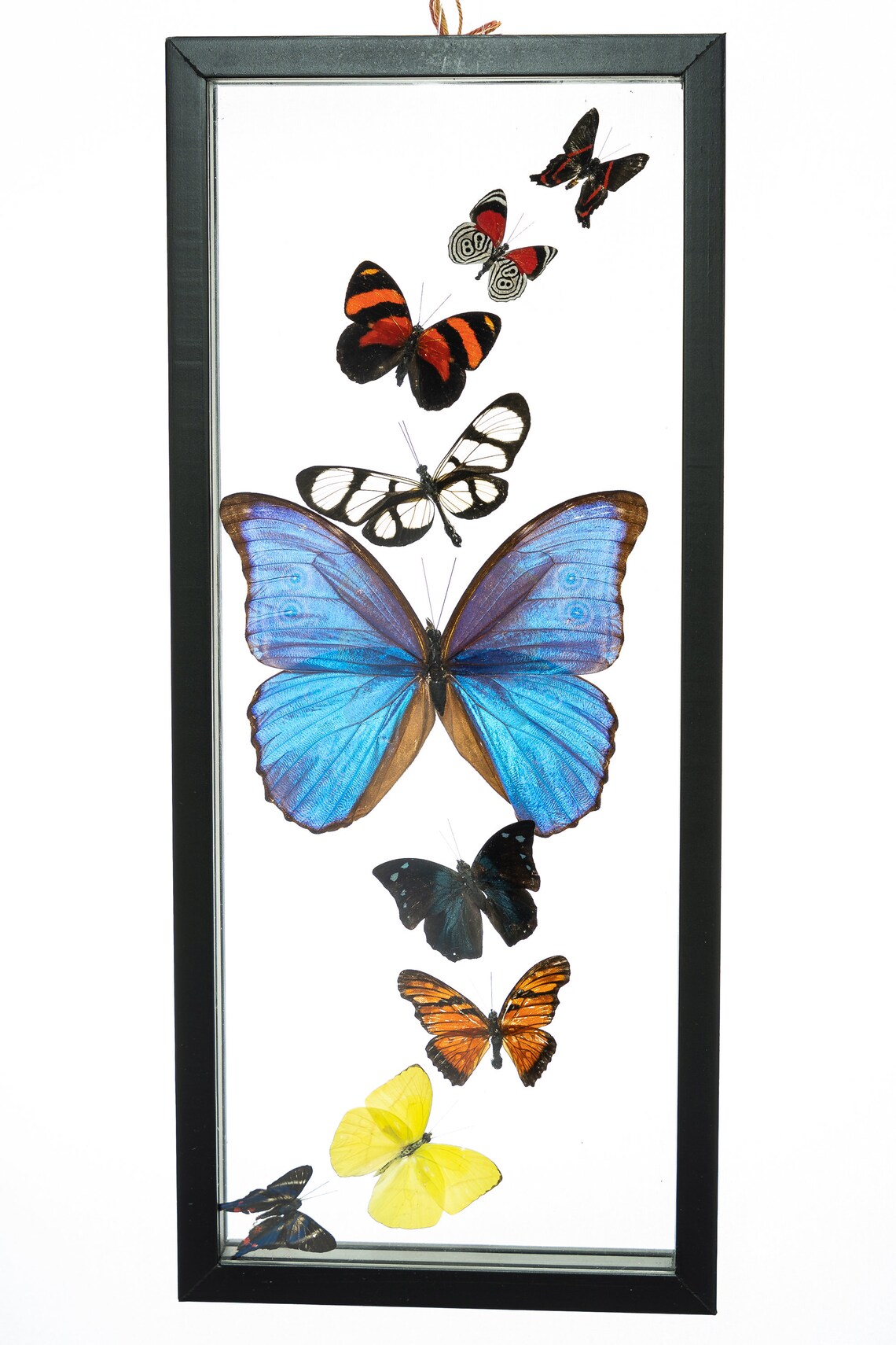 9 Count Real Framed Butterflies 15x6 1 Morpho 1 Fine Small Etsy