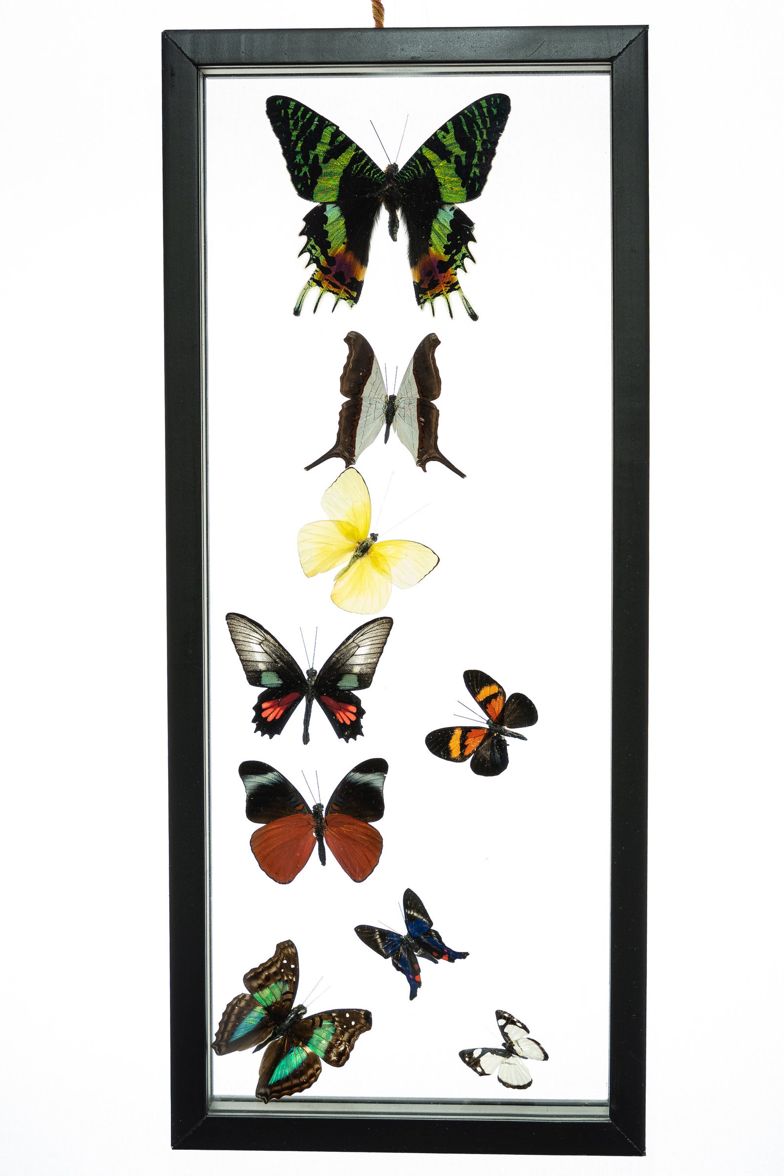 9 Count Real Framed Butterflies 16x7 1 Ripheus 8 mixed Etsy