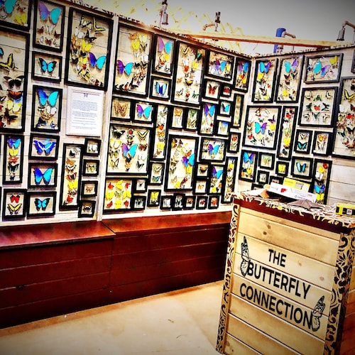 ブックス 24 Count Real Framed Butterflies (32x20) 2 Morpho + 22 Mixed