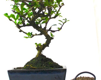 Kapok Bonsai Tree Etsy