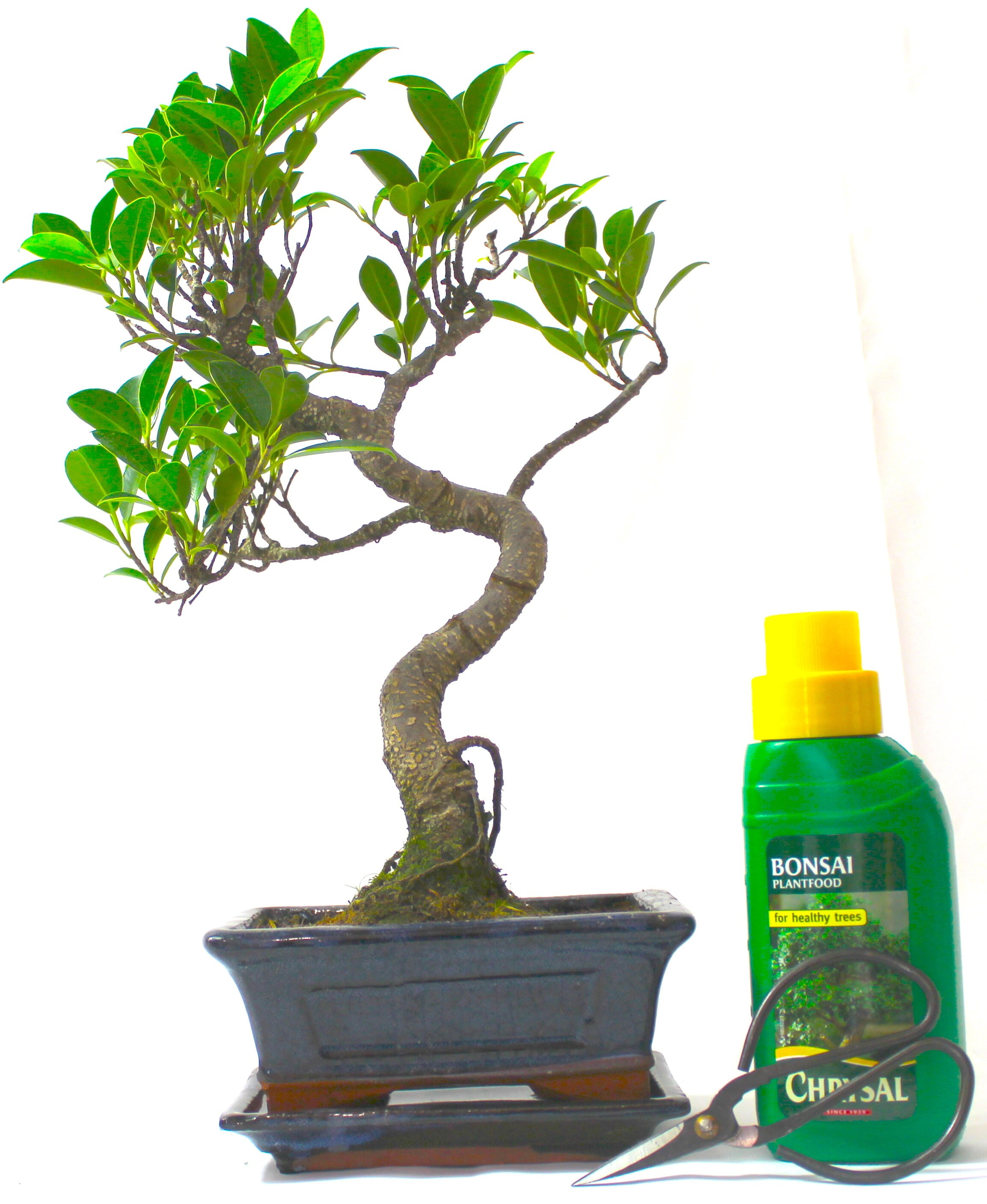Ficus Retusa fig Bonsai Tree S Trunk Supplied With Care Etsy UK