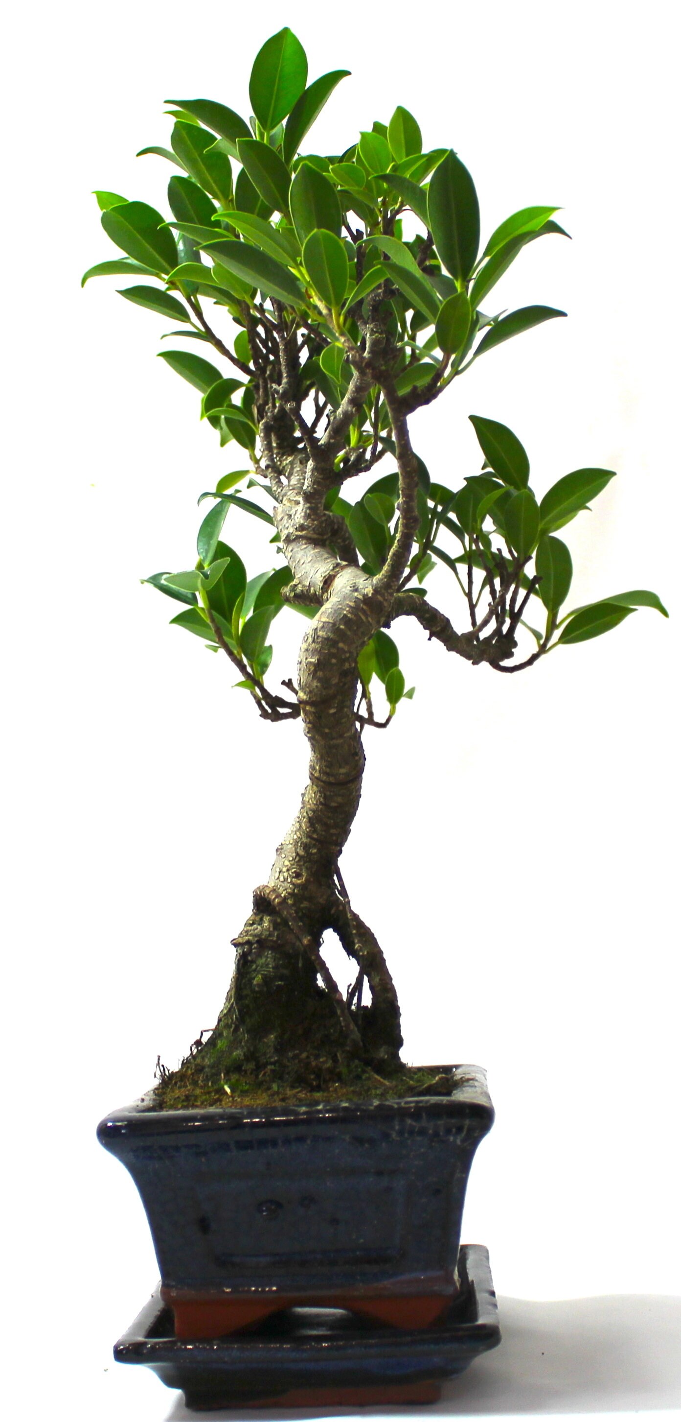 Ficus Retusa fig Bonsai Tree S Trunk Supplied With Care Etsy UK