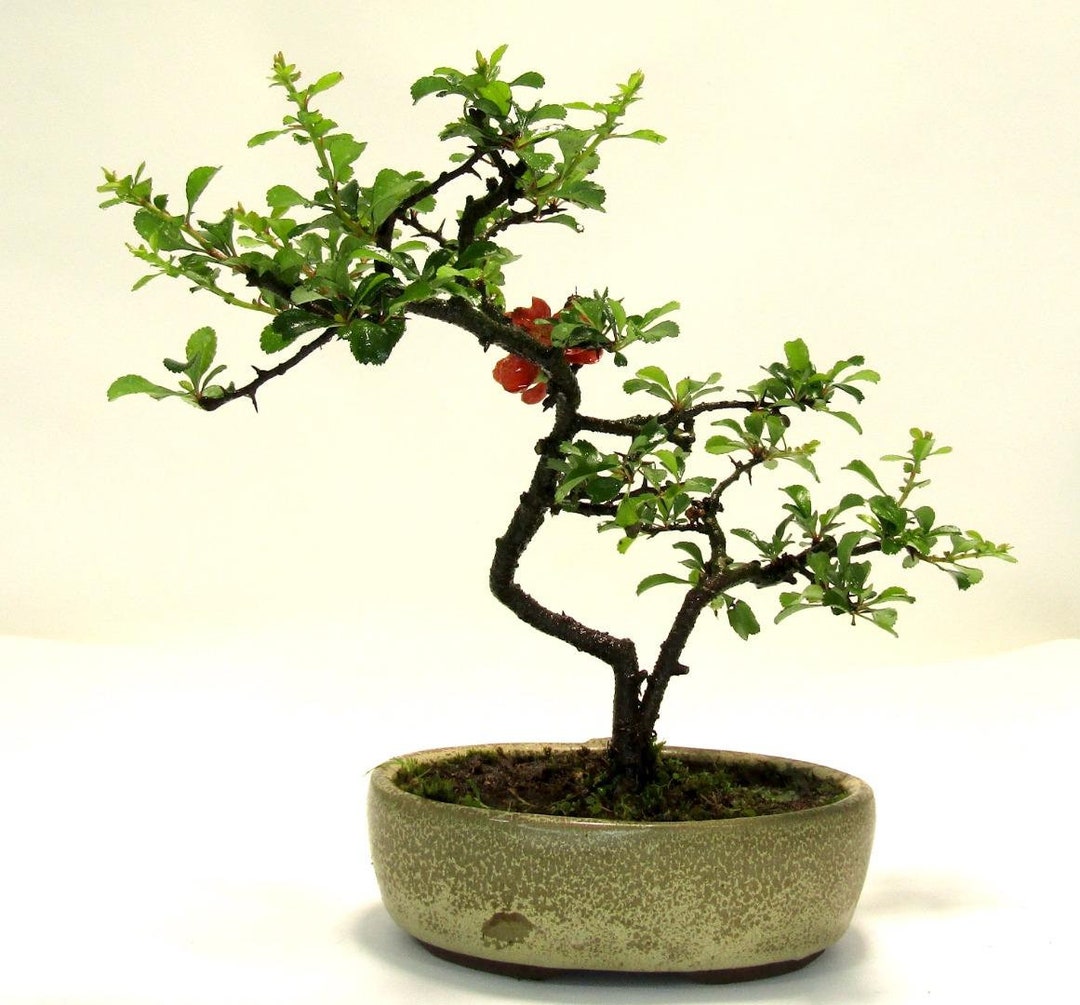 Japanese Flowering Quince Bonsai Tree Etsy UK