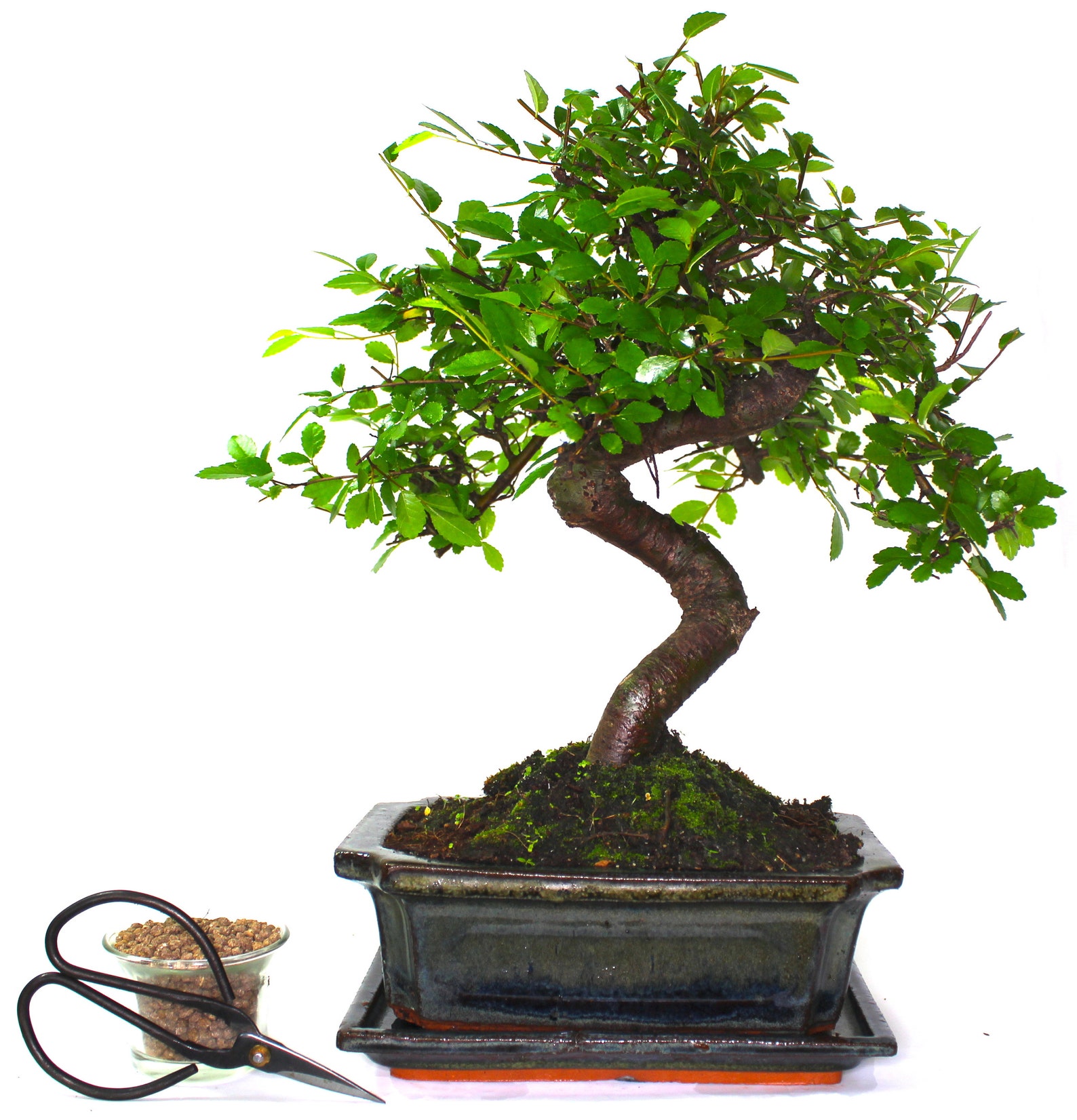 Large Chinese Elm Bonsai Tree S trunk supplied with Care set Etsy