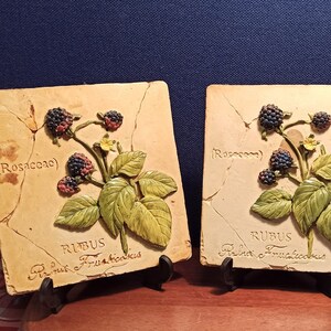 Può includere: Due piastrelle quadrate in ceramica con immagini in rilievo di piante di more. Le piastrelle sono beige con crepe marroni e hanno il nome scientifico della pianta, "Rubus fruticosus", scritto in corsivo. Le piastrelle sono su piccoli supporti neri.
