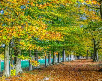 Just a Row of Beech Trees. Instant Digital Download in Four sizes. Print at Home. Instant Download to Enjoy. Golden Trees